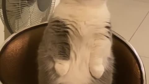 Watch until the end🤣🤣 funny cat vedio