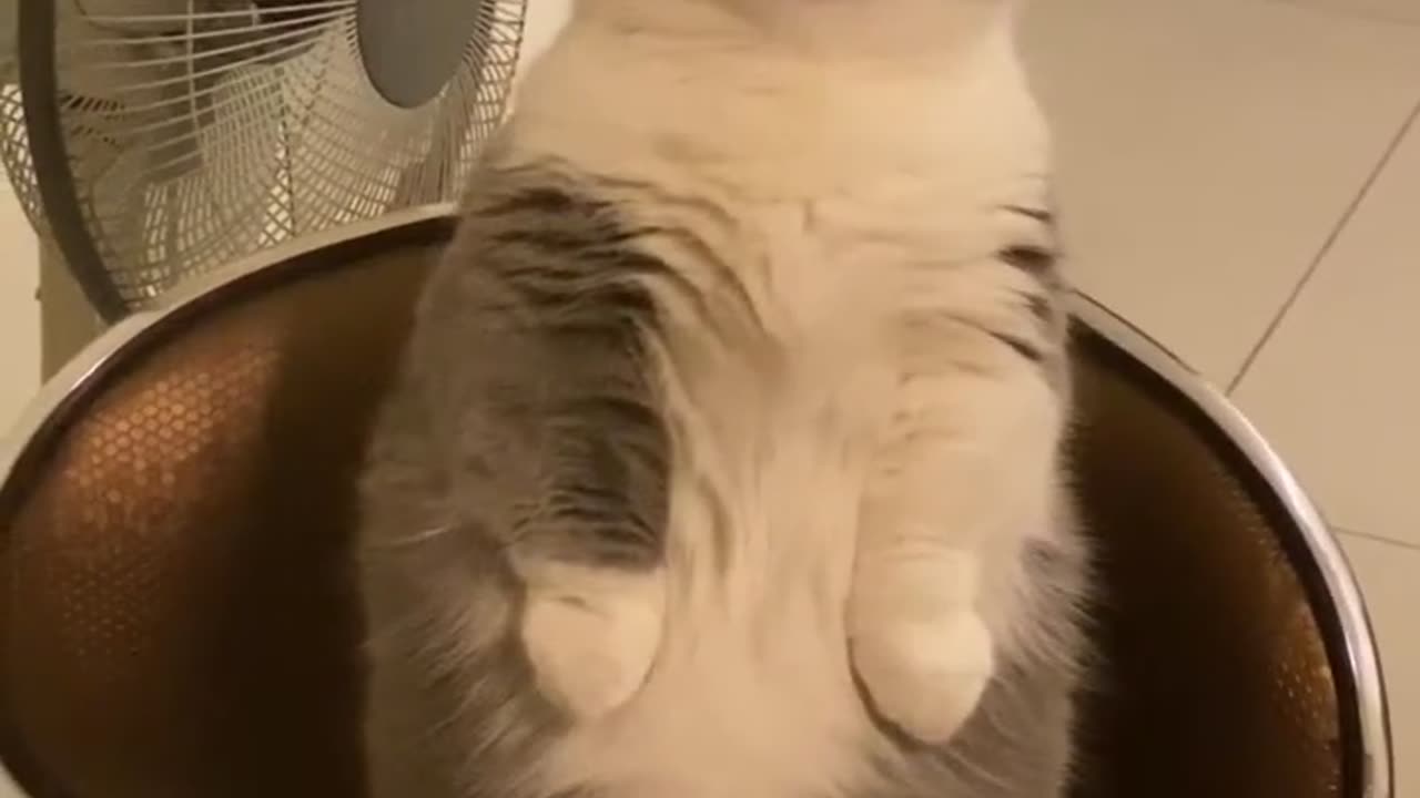 Watch until the end🤣🤣 funny cat vedio