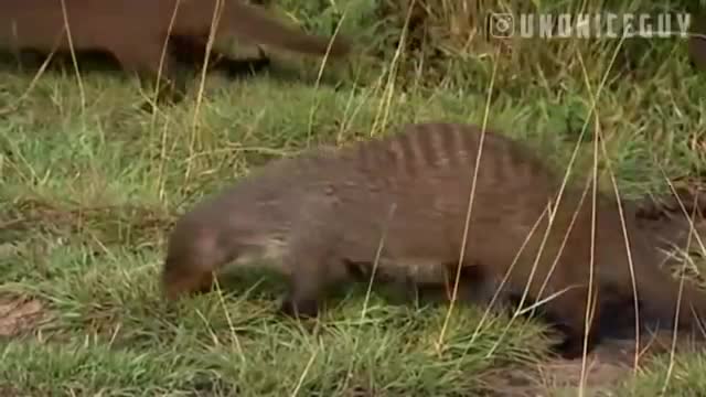 When mongooses attack