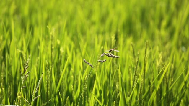 The green dragonfly