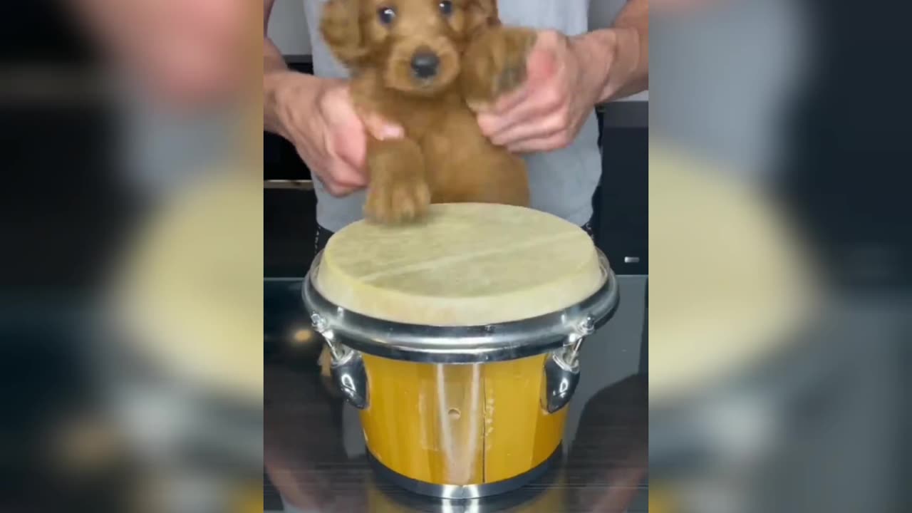 Puppy drums