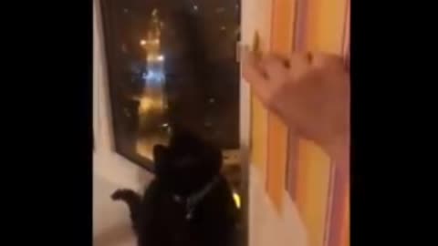 Best Funny Animal Videos 2021 and 2022