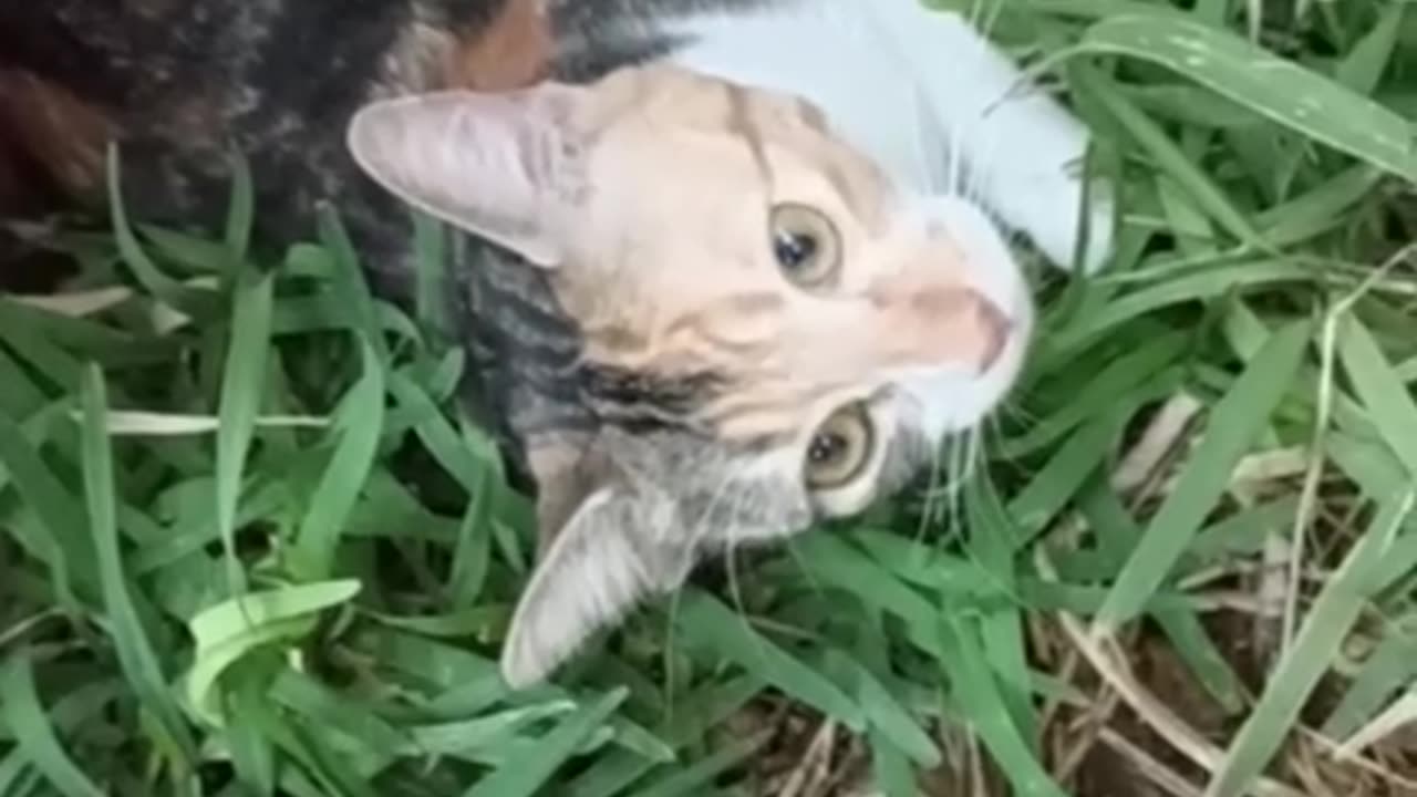 😘 EL 😸 MENONITA & LA 😻 MINIMI FT 🫶 #CancionCuriosita.👍 💖 #PeTA 💧#iAgua 8⃣ #SociedadCreativa
