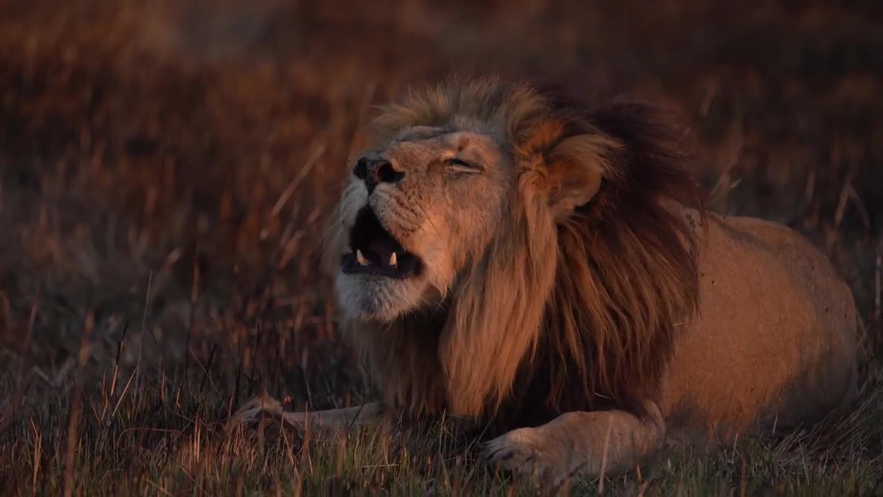 Roaring Lion 'Scarface' - Busanga Plains - Kafue National Park