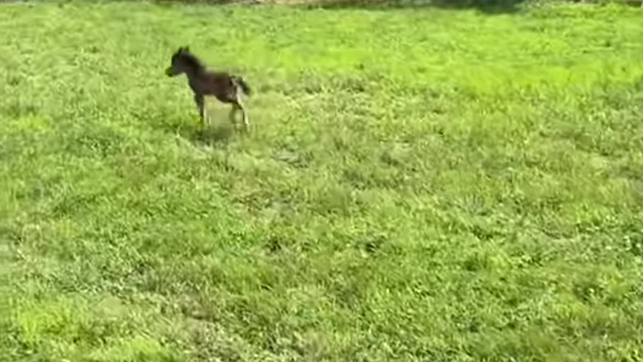 cheerful animal - best time