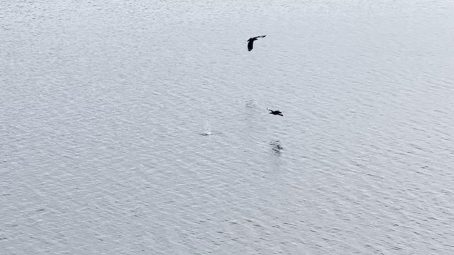 Duckling Evades Eagles Hunting on Lake