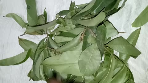 SOURSOP LEAVES :(Part 1)