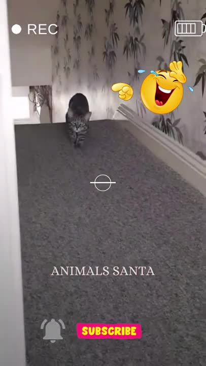 These cats are too cute I can’t stop laughing