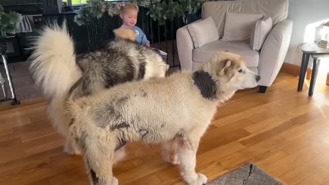 Adorable Little Girl And Husky Play Together! Phil Want's All The Attention Though!!