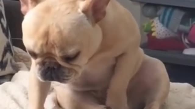 Funny dog video will make you lugh #29