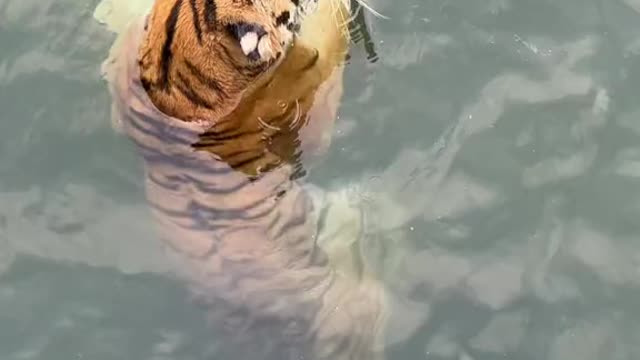 The tiger is swollen and wants to swim with it