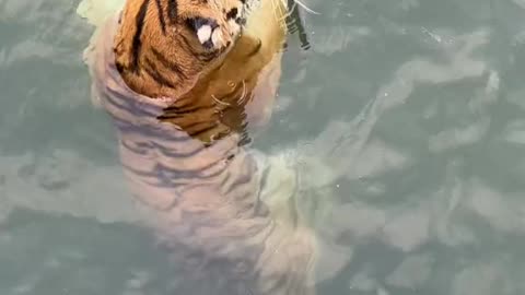 The tiger is swollen and wants to swim with it