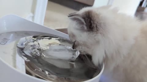 Kitten loves drinking ice cold water 🥶 from the Catit Pixi fountain