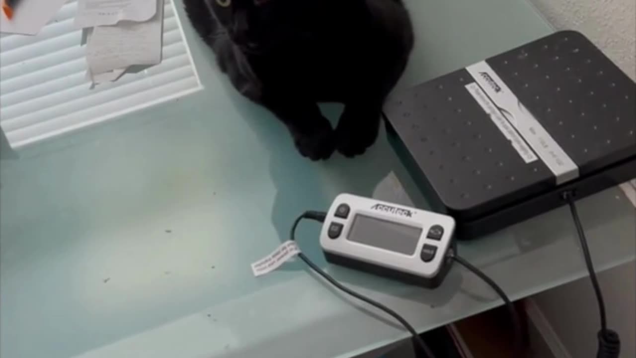 Adopting a Cat from a Shelter Vlog - Cute Precious Piper is a Beautiful Sight in the Morning #shorts