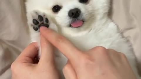 So cute dog 🥰very beautiful and funny dog video must watch till end