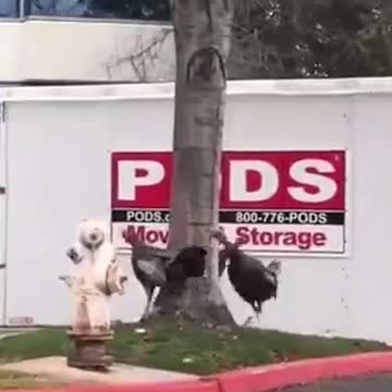 Don't really understand what's going on to make them do this