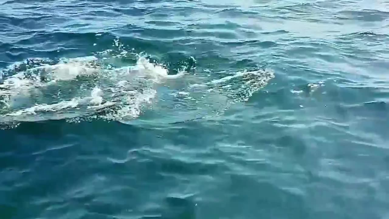 Dolphins of Hengam Island