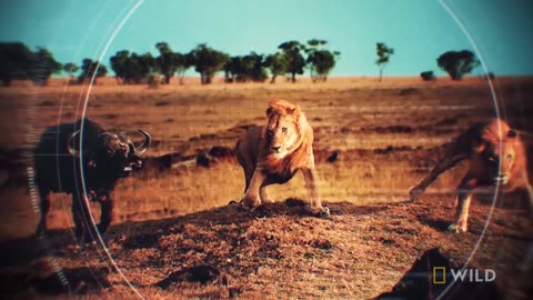 How a Lion Pride Hunts Prey | Cat Attack-tics