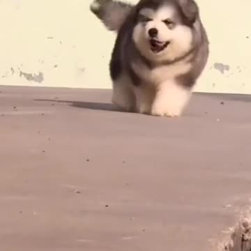 Rescue Dog Experiences A Bed For The First Time.