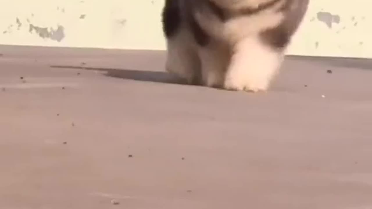 Rescue Dog Experiences A Bed For The First Time.