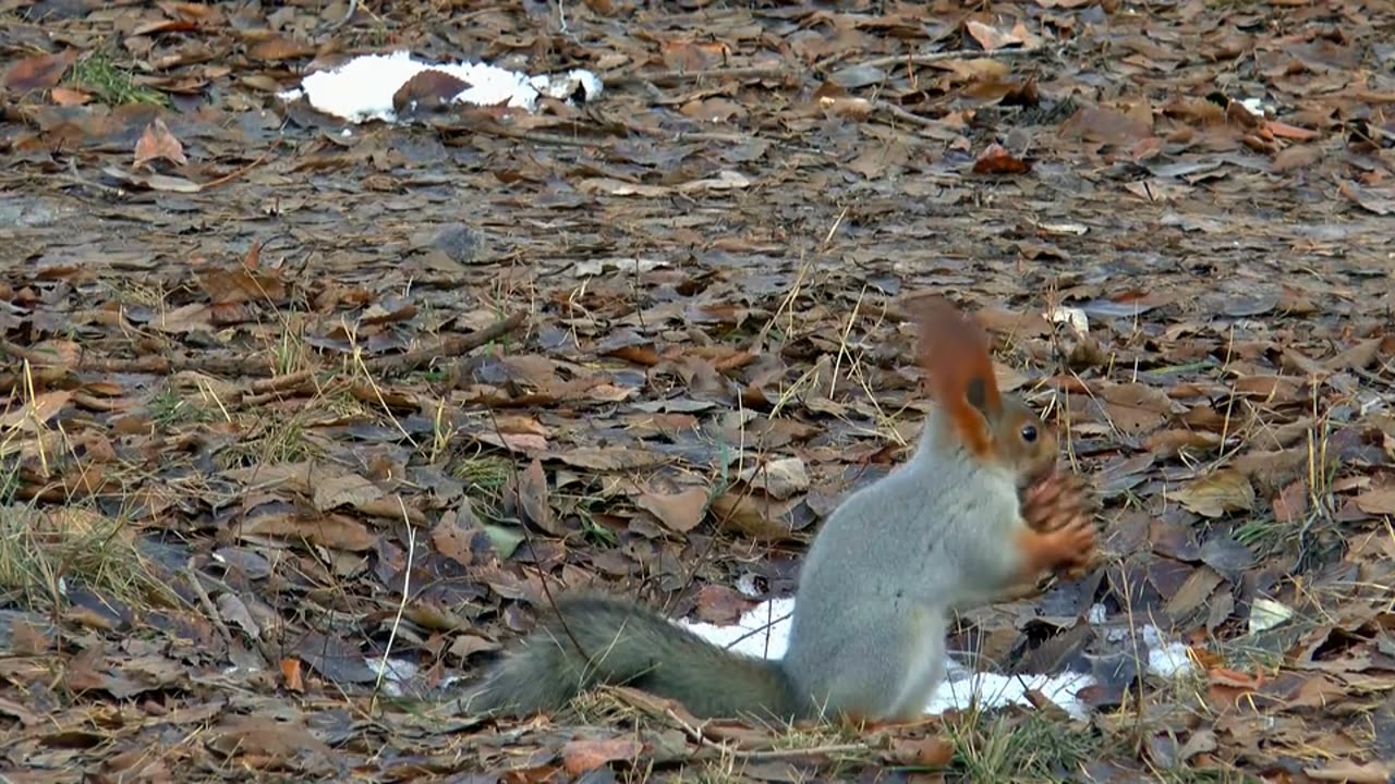 Live rabbit feeding
