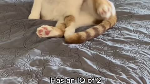 IQ of✨2✨ #catsoftiktok #fyp #pets #funnyvideos #catvideos