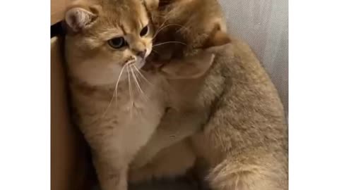 A cat is in no mood to romance