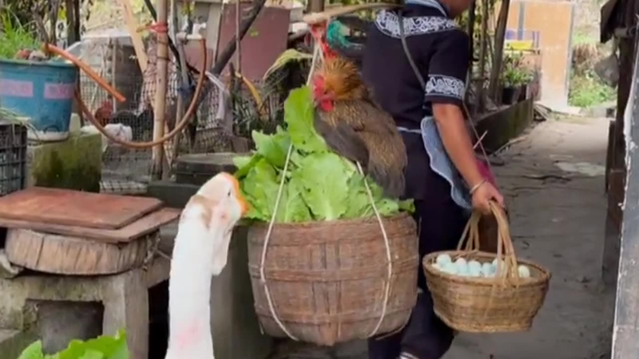 Hard Working Duck