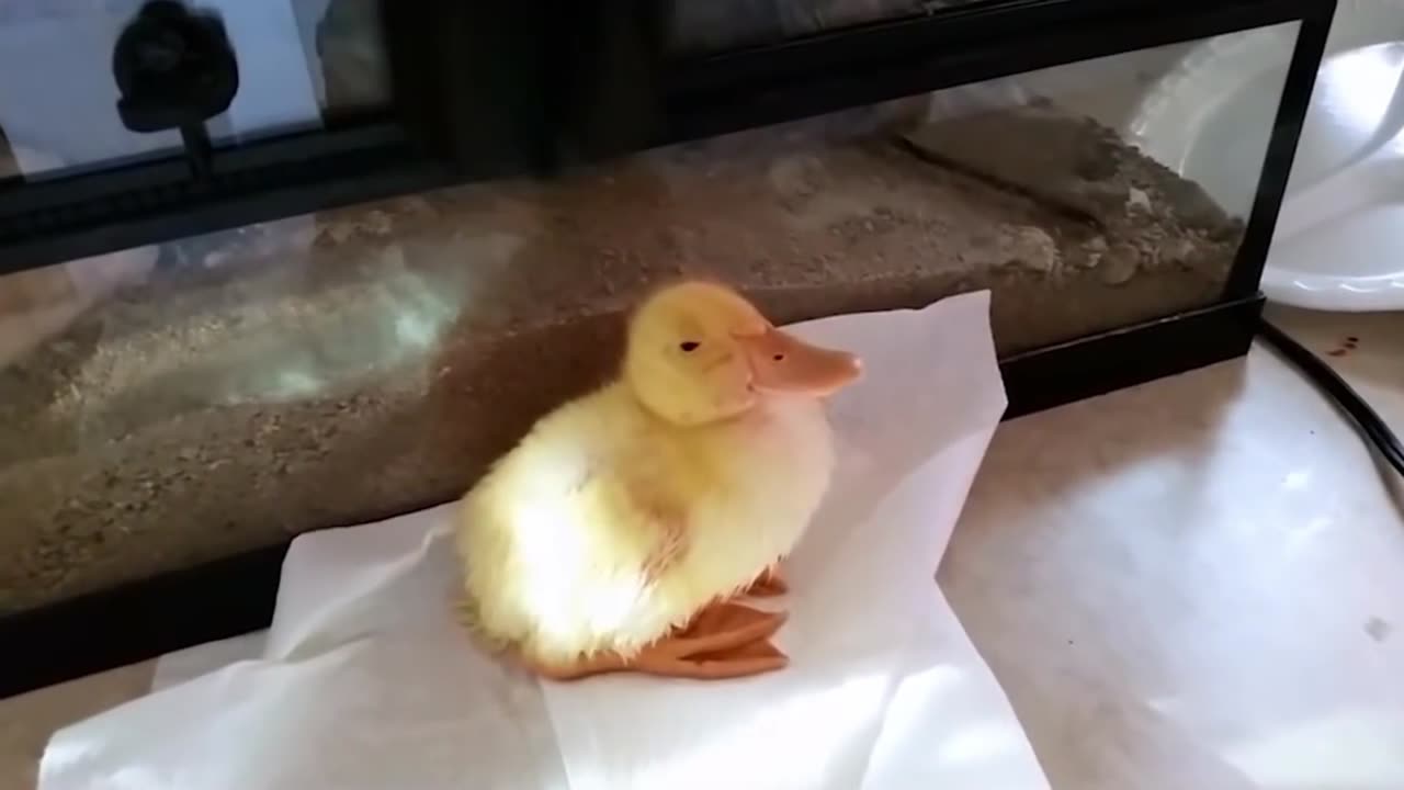 A capybara and a little yellow duck enjoy a bath Together