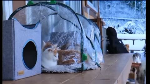 Cats playing on snow. Looking qute watch them playing.