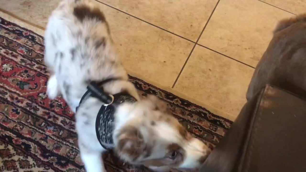 Cute Aussie puppy plays tough with Chesapeake Bay Retriever- River, who is unimpressed