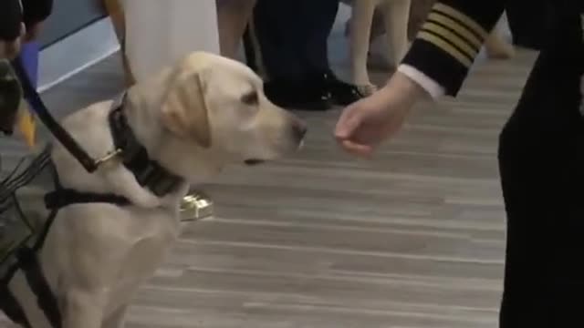 Sully the #dog got a new job #dogs #servicedogs.