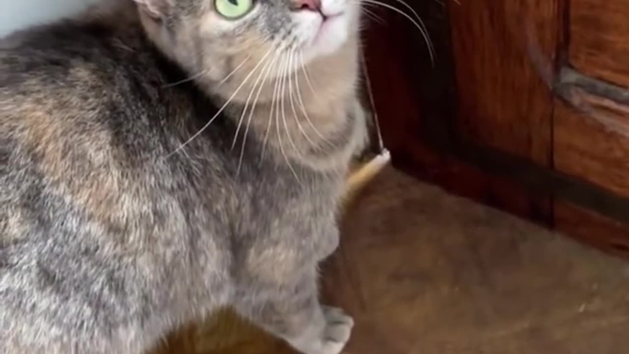 Sounds that attract cats/ Meow to make cats come to you