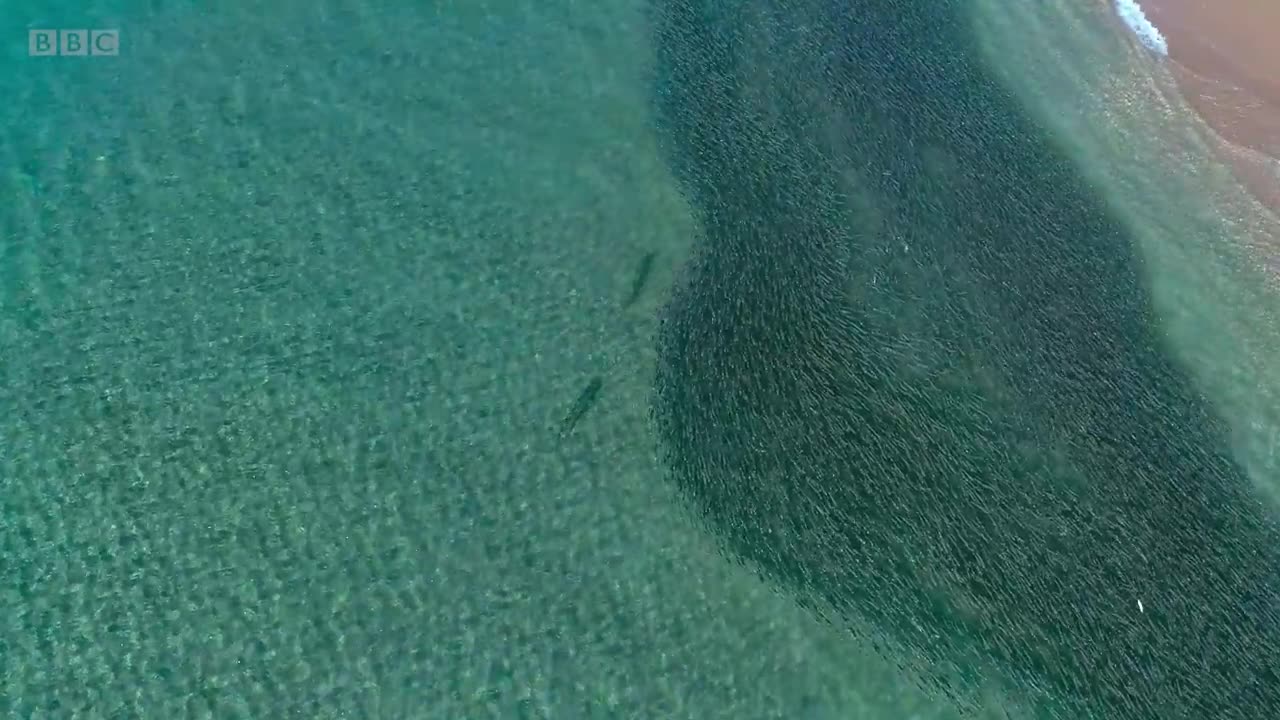 Shark devours wall of mullets - Seven Worlds