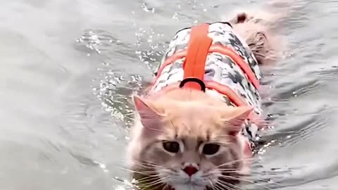 Very funny video of swimming of cats