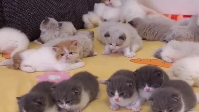 OMG So Cute Cats ♥ Best Funny Cat ❤️🐈Videos 2021 #shorts