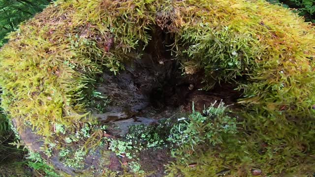 Tree Stump