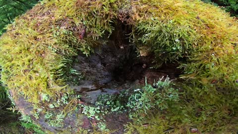 Tree Stump