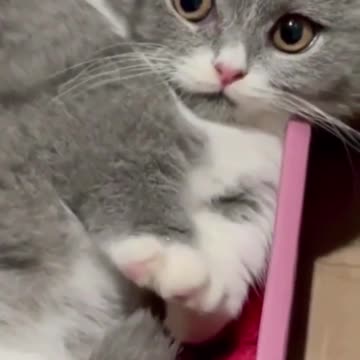 funny_animals_#shorts(1080p60)