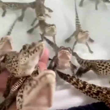 Baby alligators chirp and make high pitched sounds
