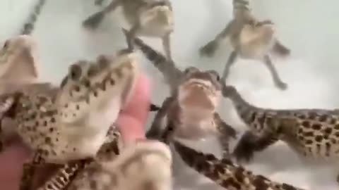 Baby alligators chirp and make high pitched sounds