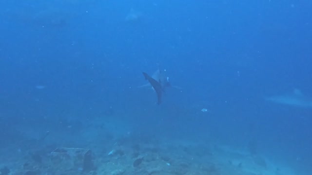 Hungry bull sharks gather quickly when bait bucket appears