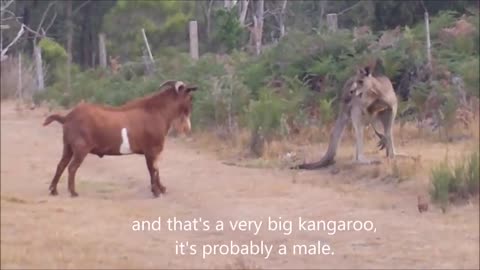 Kangaroo fighting with an unusual partner...