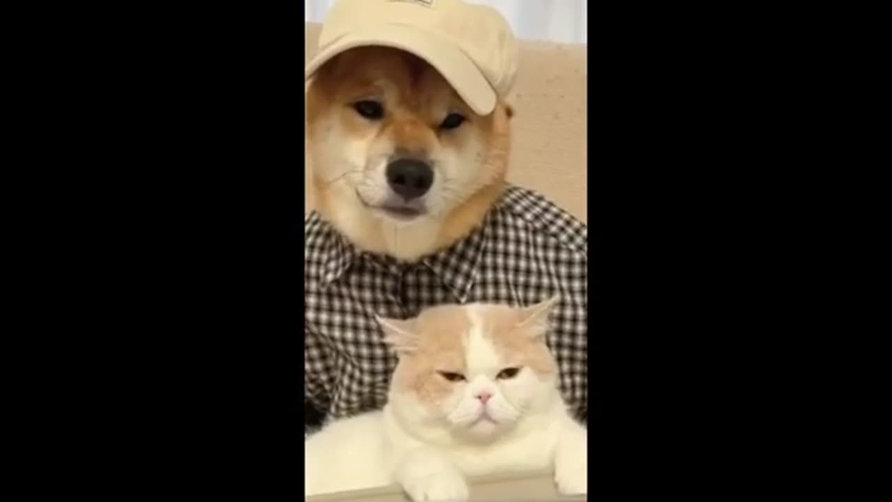 Funny animal videos 2024 - Funny cats_dogs - Funny animals Part 8