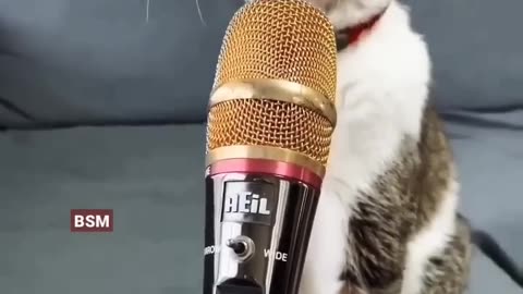 Cat#short#funny#meyoune#cat