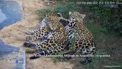 Jaguar released to protect endangered animals in Argentina | Argentina News | NewsRme