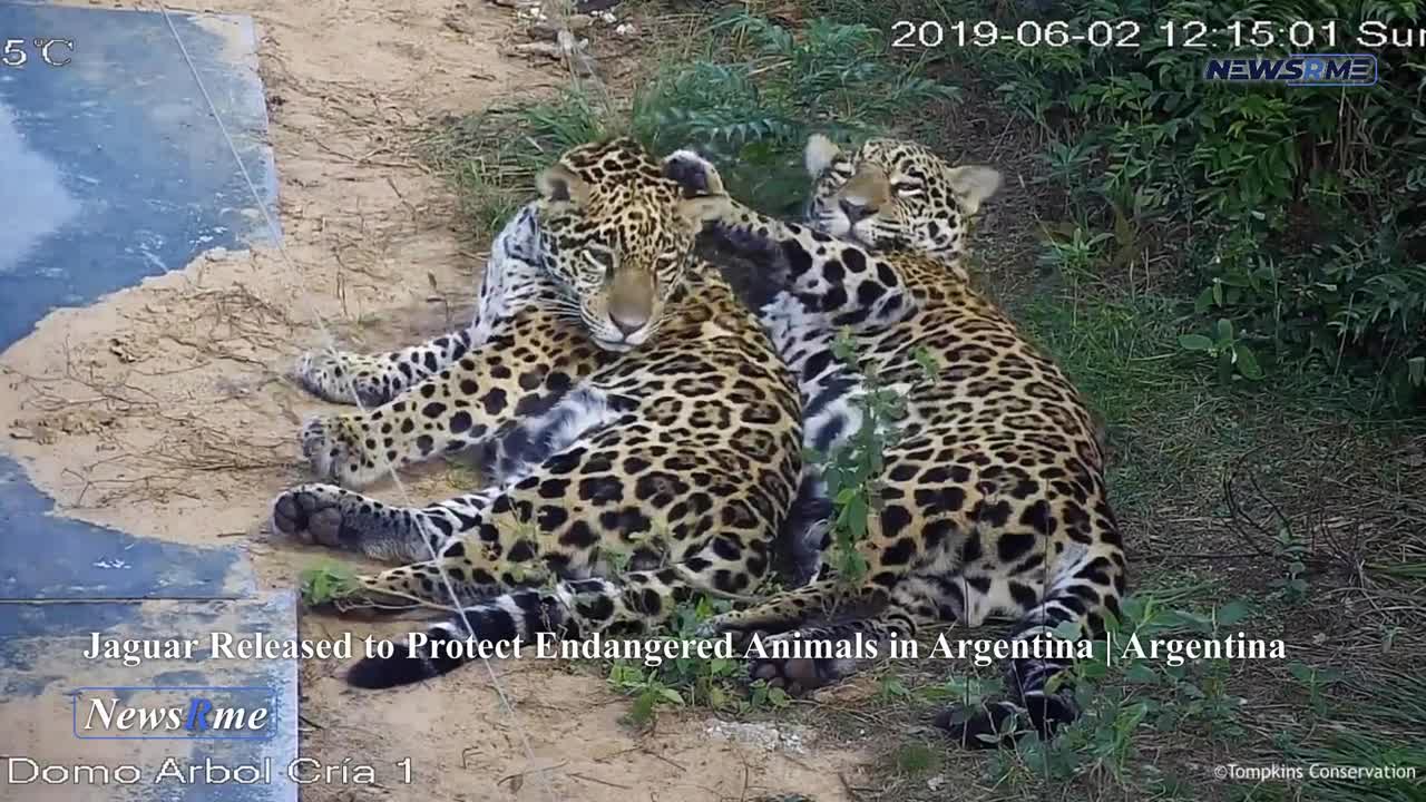 Jaguar released to protect endangered animals in Argentina | Argentina News | NewsRme