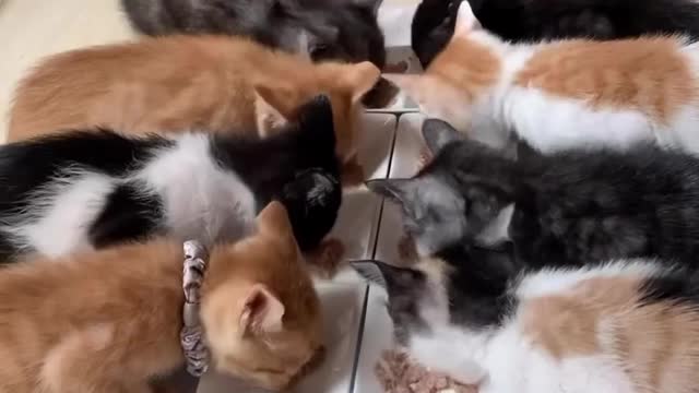 Cats Restaurant