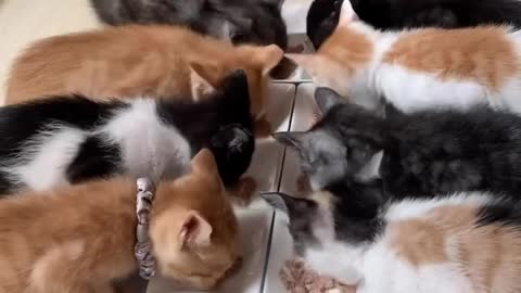 Cats Restaurant