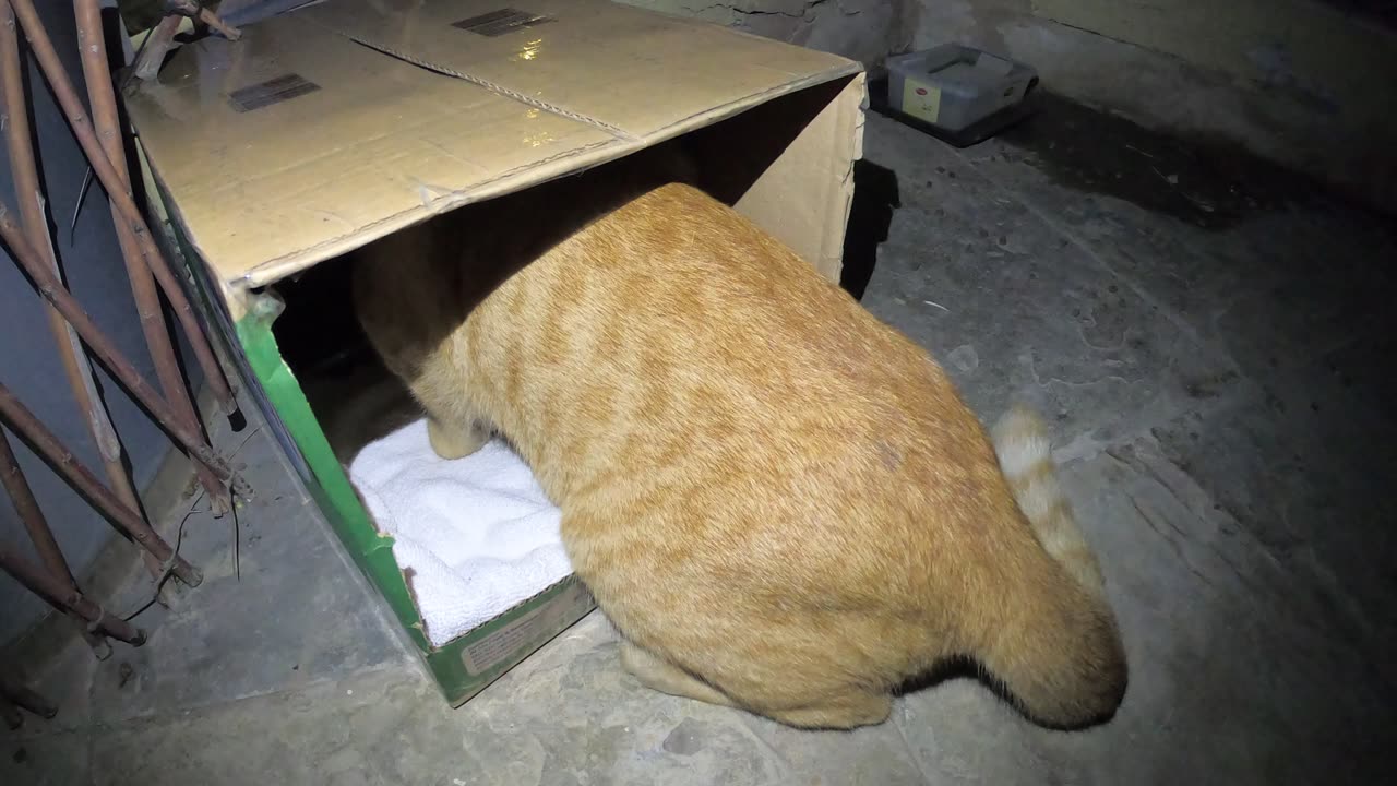 Homeless cat in Ras Al Khaimah, UAE: ED SHEERAN #cat #cats #EdSheeran #emirates #pet #ae #UAE #pets